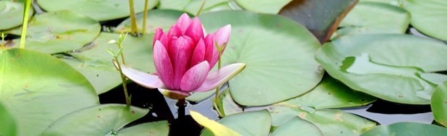 lotus-banner-rou46n4ded